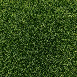 Restored lawn after landscape lighting